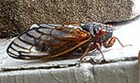 picture of periodical cicada (Magicicada)